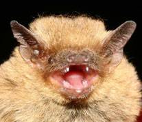 Pipistrello pigmeo